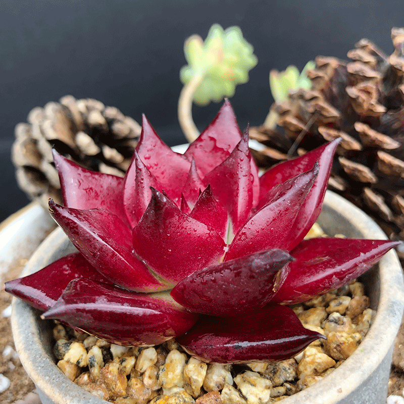 罗宾多肉植物稀有贵货多肉植物组合盆栽萌肉肉植物多肉 小号罗宾单头5