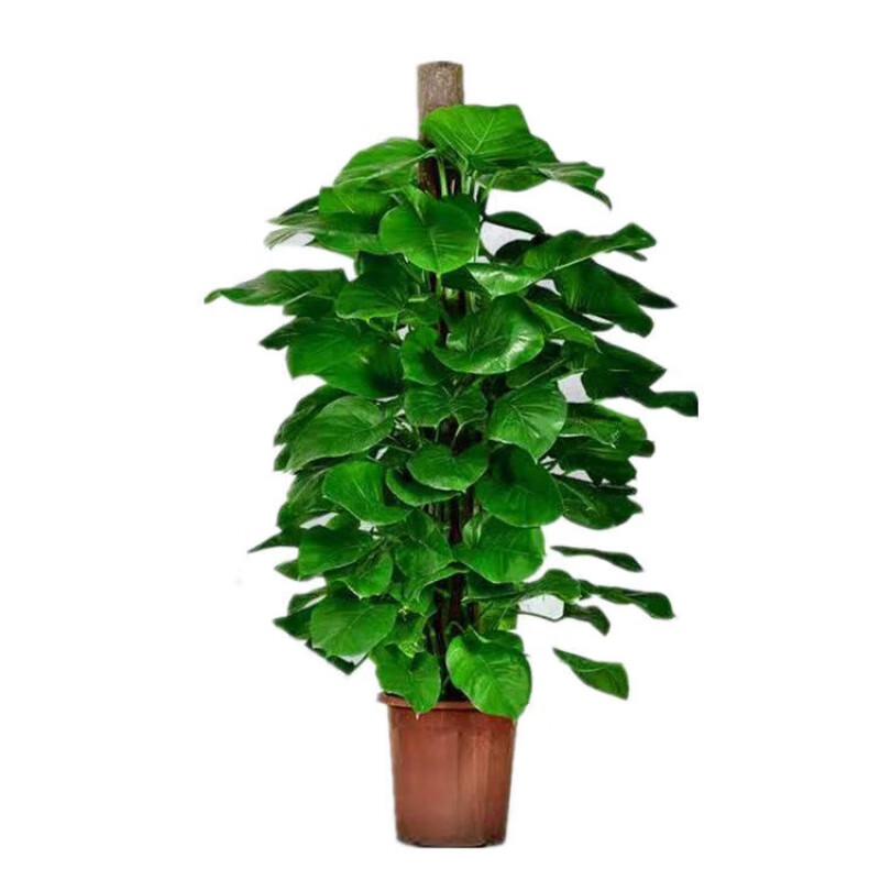 新款绿萝柱盆栽室内植物办公室客厅吸甲醛绿植大叶绿萝柱大盆栽 绿萝