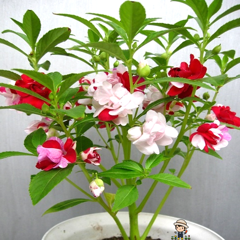 四季易活茶花 指甲花易种盆栽绿植庭院 花种子 凤仙花种子200粒