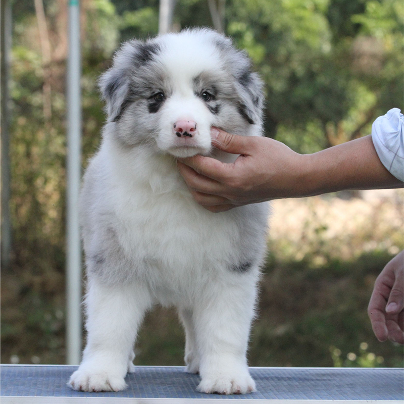 陨石色金色边牧幼崽七白三通狗狗活体北京犬舍 陨石色冠军级(sss级)