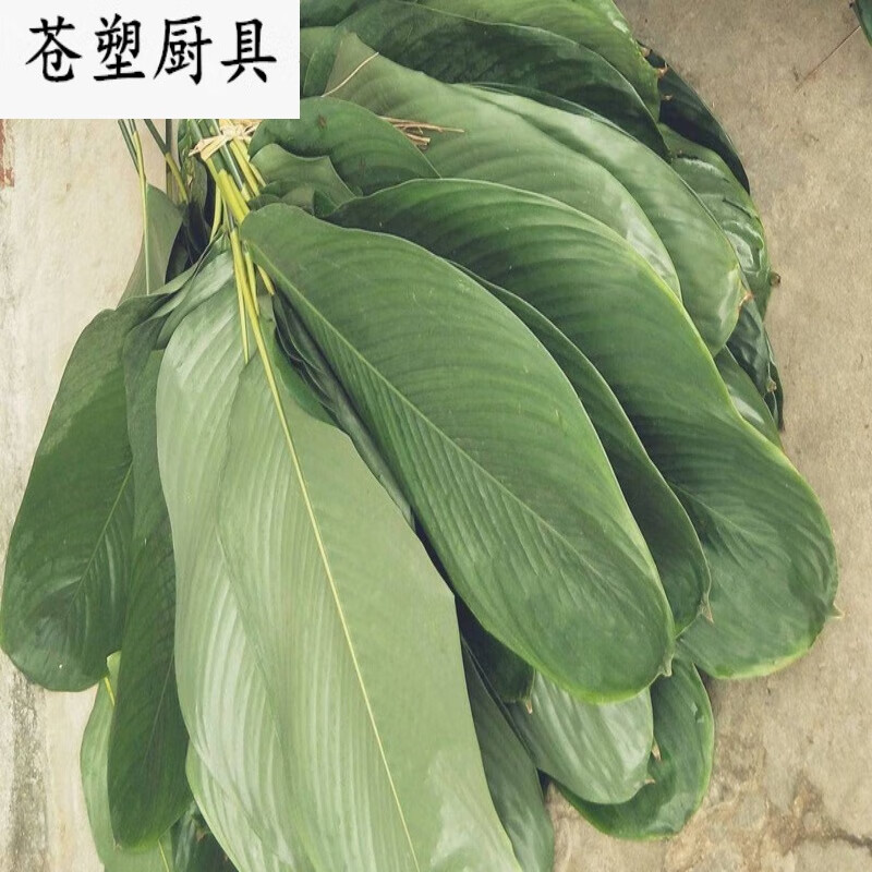 苍塑海南粽子叶儋州大粽叶新鲜柊叶现摘一把50张左右大小号同广西棕叶