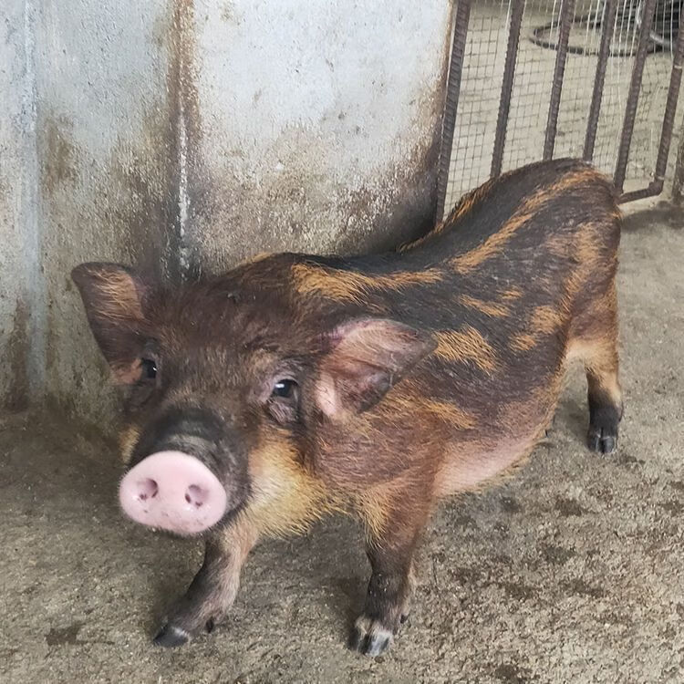猪小猪仔活物养殖一对公母黑黄小香猪母猪幼崽 二代野花猪公猪包活 10