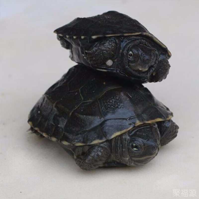 宠物乌龟 外塘全墨墨龟观赏龟顶墨龟中华公草龟墨化 10厘米左右开始