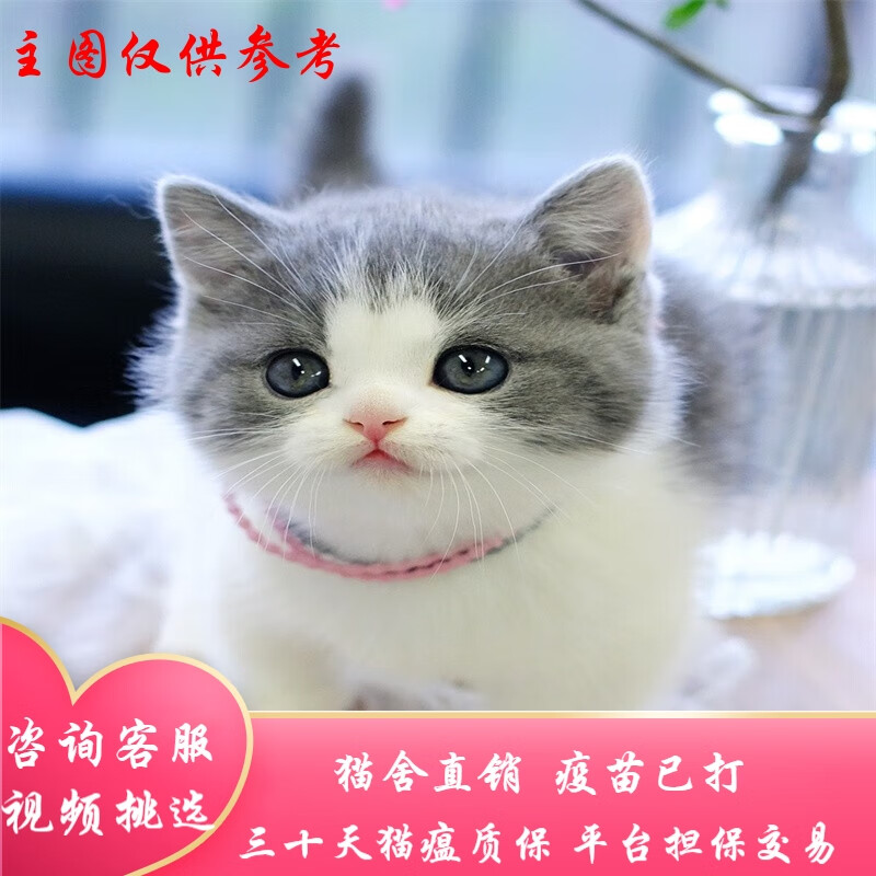 桓瑞宠物矮脚猫拿破仑纯种幼猫米努特血统猫舍英短曼基康蓝白猫活体保