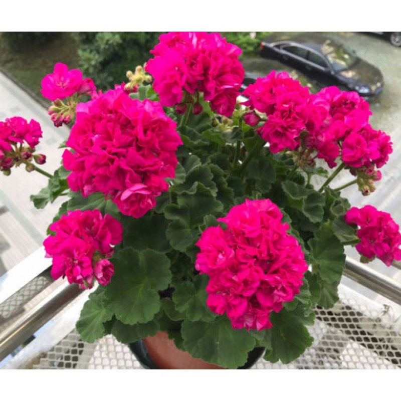 大花天竺葵花苗重瓣花卉庭院阳台四季盆栽花期带花苞发货 #17号色