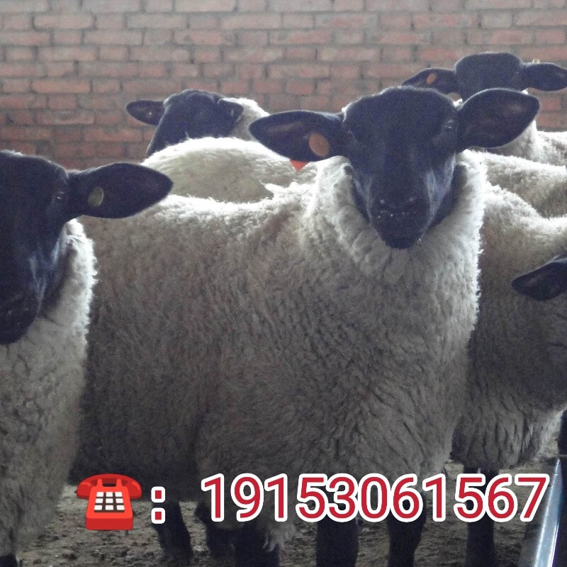 纯种萨福克种公羊萨福克怀孕母羊萨福克小羊羔白萨福克
