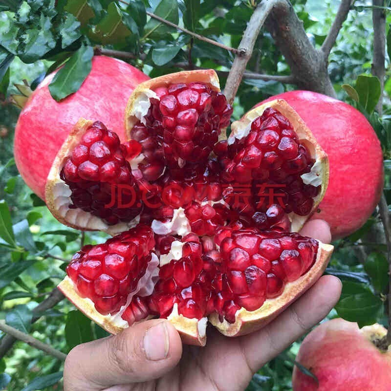 突尼斯软籽无籽石榴苗 庭院阳台盆栽地栽果树苗 蒙阳红5年苗结果多