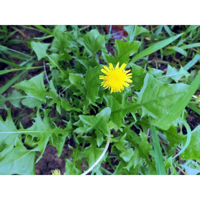 蔬泰乐园艺  蒲公英苗 婆婆丁苗种植小苗盆栽 蒲公英苗5棵 不含盆