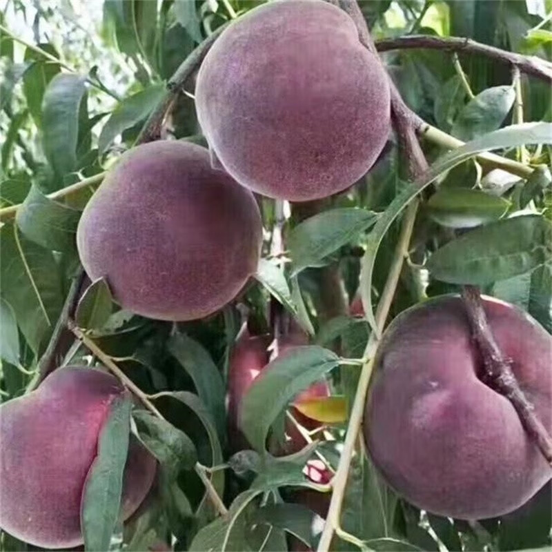 维里中华黑桃王桃树苗黑油桃果苗黑桃皇后树苗嫁接当年结果南北方种植