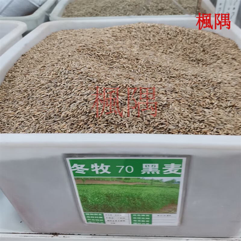 楓隅冬牧70黑麦草种子观叶种籽荒山复绿工程护坡固土 冬牧70黑麦草