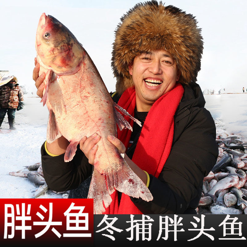 天赋予查干湖胖头鱼吉林特产冬捕鱼冷水鱼胖头鱼大头鱼淡水鱼礼盒