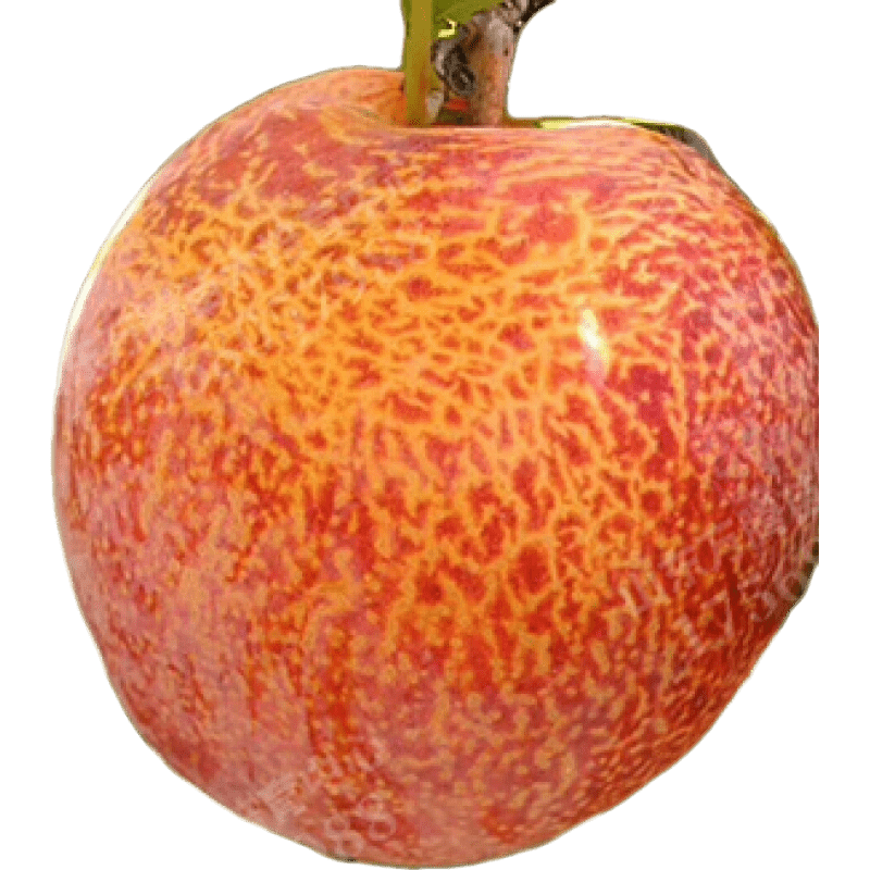 һ�������ش�����������������޽�������������Ϸ�������ֲ���Թ����� 5������ֲ�1 80cm(��)-89cm(��)