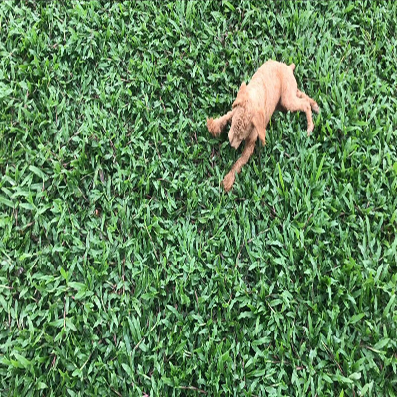 阳澄约定低矮藤状草坪籽地毯草皮常青大叶油草种子巴西地毯草抗病抗旱