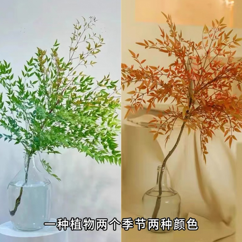南天竹水培植物火焰红水培室内鲜切枝吊钟马醉木平替绿植桌面植物 南