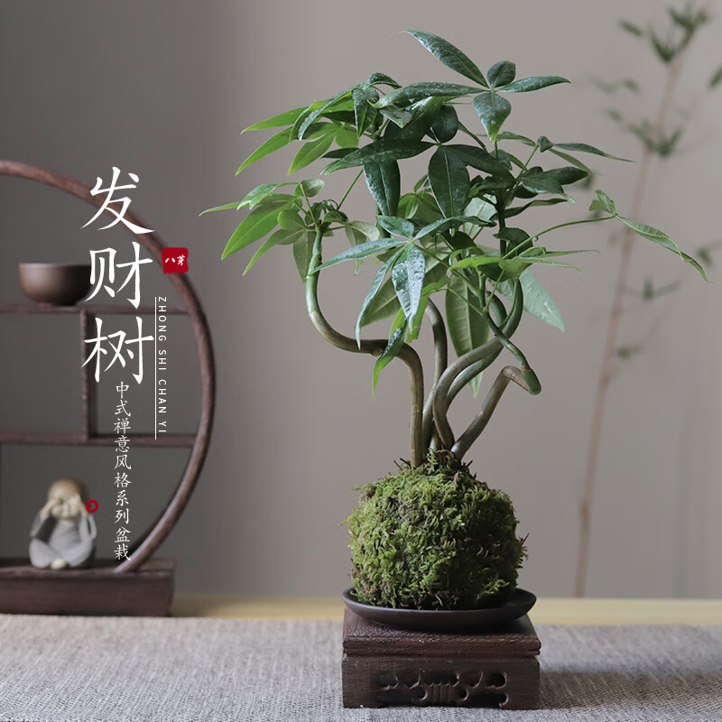 苔玉】相关京东优惠商品排行榜-价格图片品牌优惠券-虎窝购