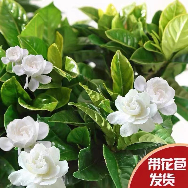 秋芊卉带花苞牡丹丛生浓香栀子花阳台室内盆栽花卉四季开花枝子花植物 牡丹大叶丛生栀子花中盆 树脂花盆栽好发货