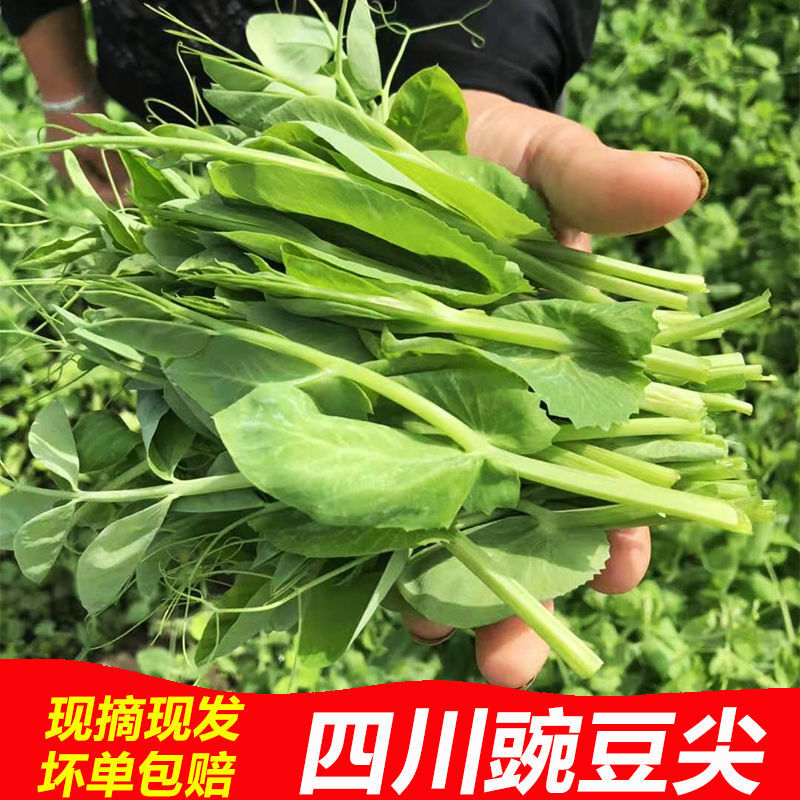 四川农家现摘新鲜嫩豌豆尖 新鲜蔬菜豌豆苗菜 豌豆尖 豌豆尖2斤