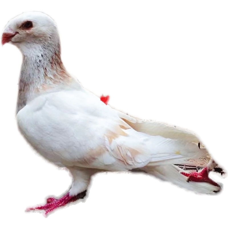 黄杠马头鸽子精品头型鸽精品观赏鸽活体种鸽一对宠物鸽信鸽元宝鸽 黄