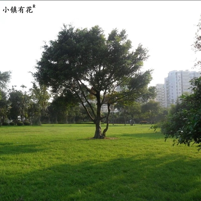 花草林木类历史价格软件|花草林木类价格走势图