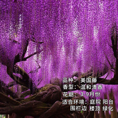 紫萝藤苗紫藤树苗耐寒花卉多花紫藤爬藤植物庭院别墅围墙四季开花盆栽