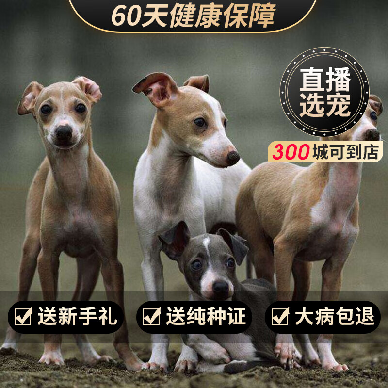 【60天保障】灵缇细犬猎犬幼犬幼崽纯种宠物狗狗灵缇 宠物级 公