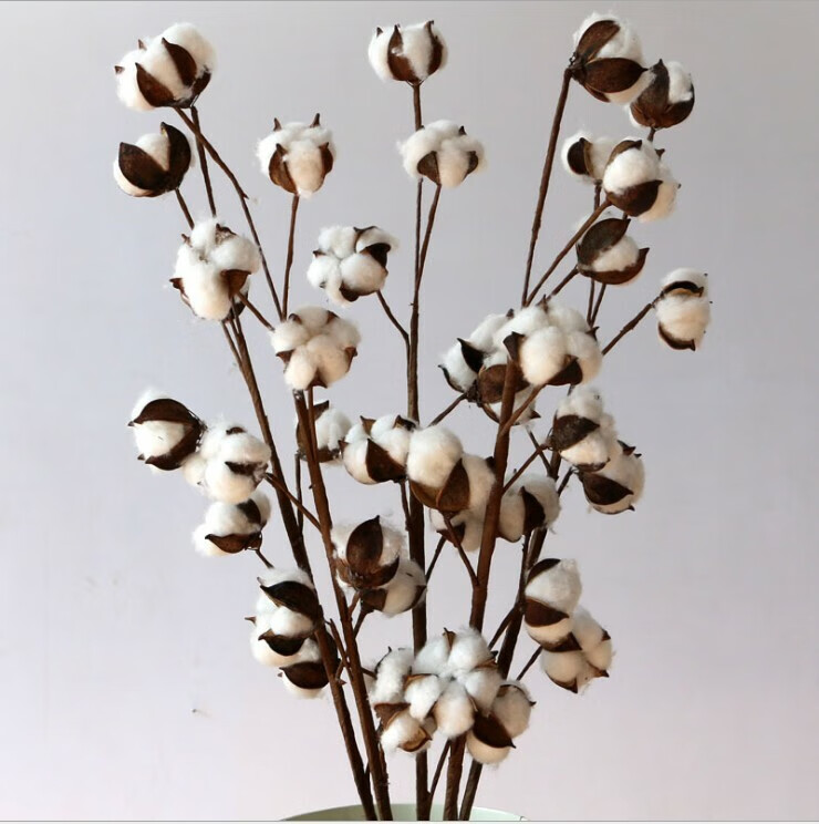精居坊干花 8头天然棉花干花 多头棉 棉花花束 拍摄道具棉花干 3支