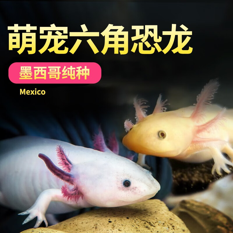 蝾螈六角恐龙鱼美西螈六角龙鱼活鱼异宠物活体冷水观赏鱼水族小宠