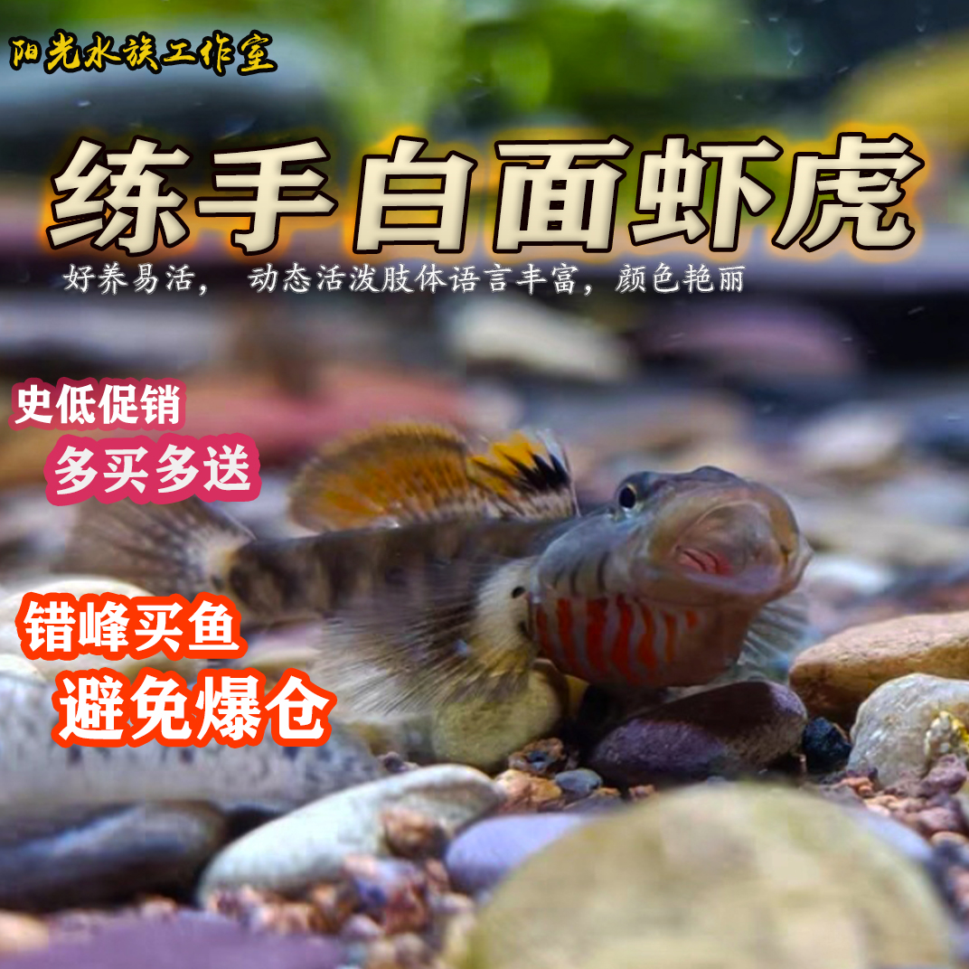 荣郁练手虾虎鱼 稀有原生鱼 冷水鱼 白面虾虎鱼观赏鱼李氏黄唇淡水鱼