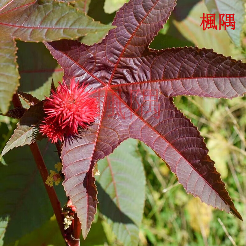 楓隅红蓖麻子籽种种红色老麻四季红皮蓖麻种籽一年生种子 红蓖麻种子