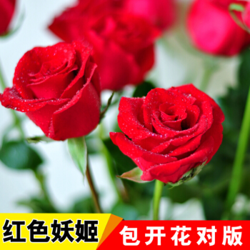 蓝色妖姬盆栽 玫瑰花盆栽正宗老根花苗月季四季开花室内带苞植物t
