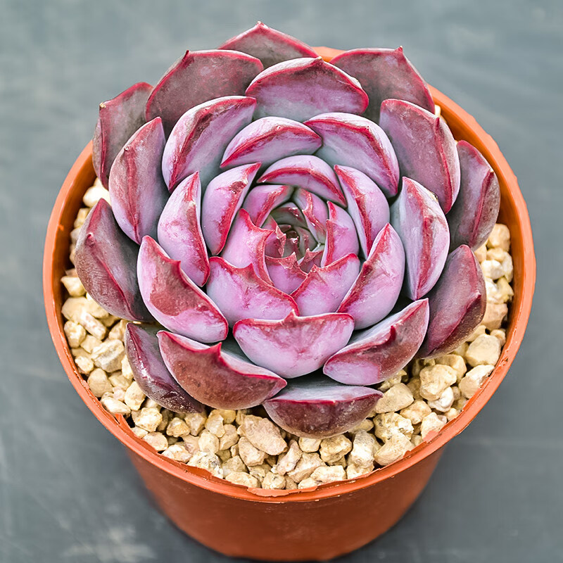 暗冰稀有品种多肉植物老桩贵货肉肉盆栽好养精品 暗冰【5-8厘米】 不