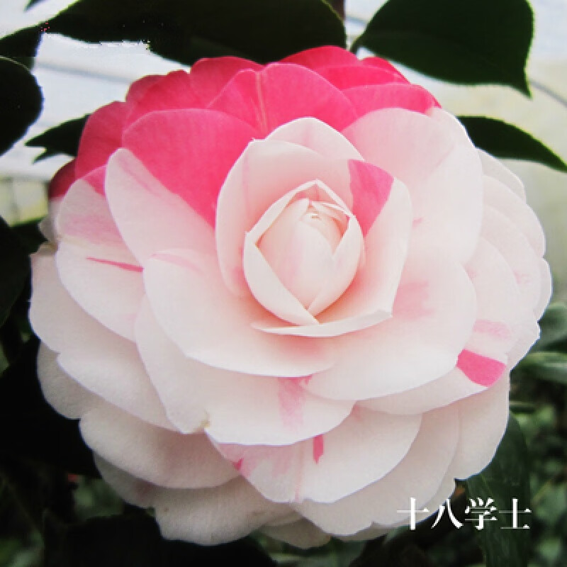 耐冻山茶花苗香妃茶花苗 五色赤丹香茶花室年宵花卉大颗 花苗丹玉