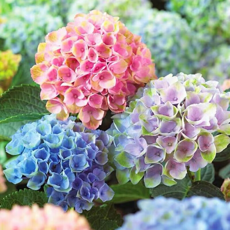 绣球花苗老桩无尽夏盆栽花卉四季室内花阳台观花庭院植物 魔幻  新手