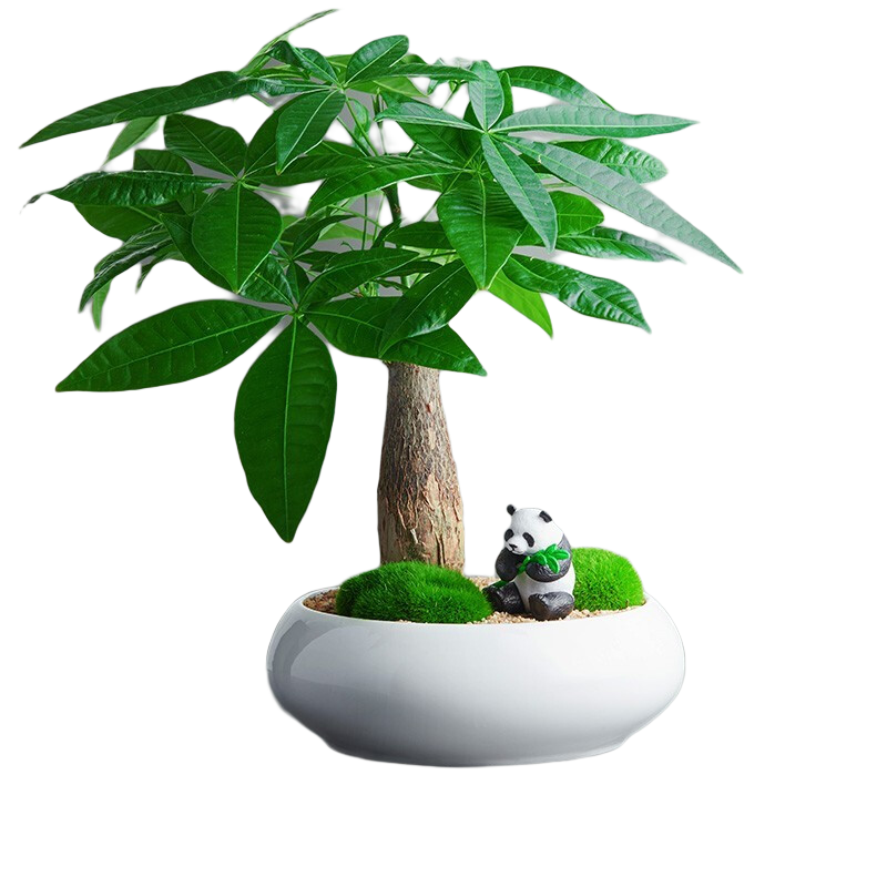 綠蔭巷子發(fā)財樹盆栽室內客廳桌面綠植小盆景三桿發(fā)財樹苗招財樹植物花卉 【瓷圓盆】單桿+熊貓+布景擺件