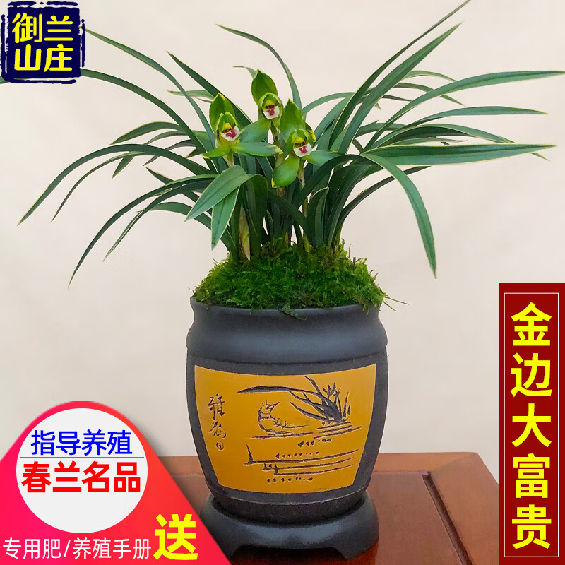 大富贵】老种荷瓣室内盆栽花卉兰草阳台兰花苗 金边大富贵8苗(关注肥)