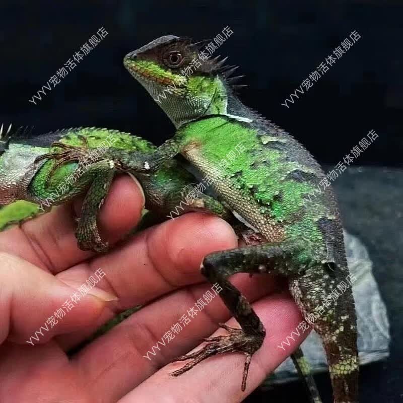 YVYV新手入门级蜥蜴活体爬宠人工繁殖豹纹守宫宠物蜥蜴温顺爬宠小蜥蜴 十字岭树蜥怎么看?
