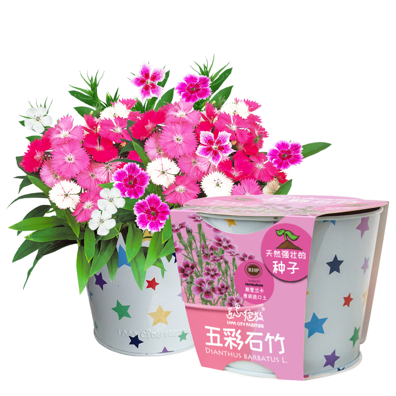 IAMCityFarmer五彩石竹DIY植物种植盆栽：清新氧气，缓解压力|怎么看京东特殊商品最低价