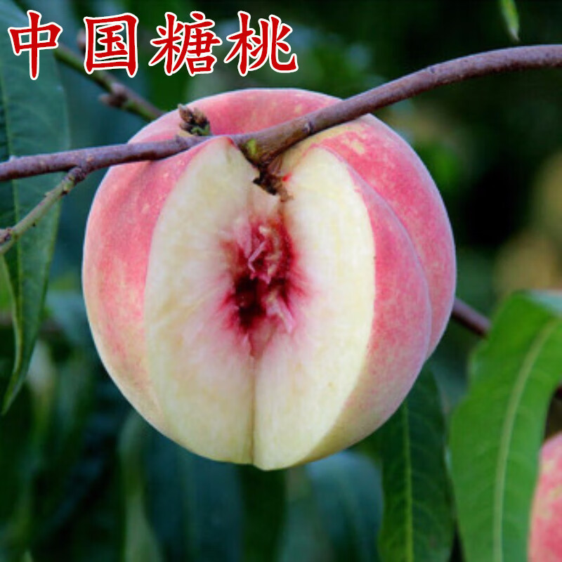 中国甜桃王桃树苗 中国糖桃树苗 嫁接桃苗南方北方种植果树结果苗 81