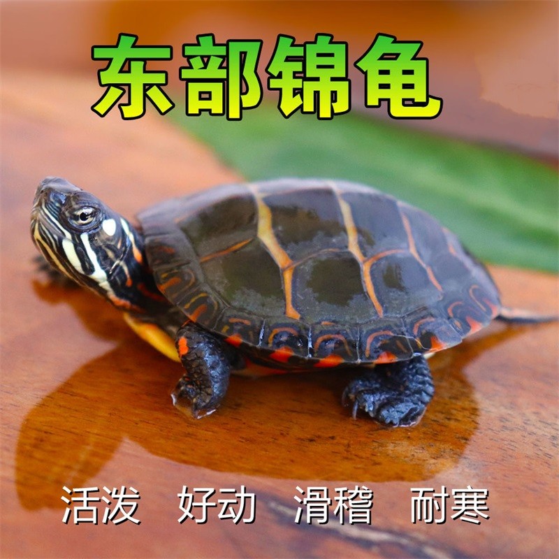 仟芸东锦东部锦龟苗深水龟小乌龟西锦南锦龟 1-2厘米 1只单身龟