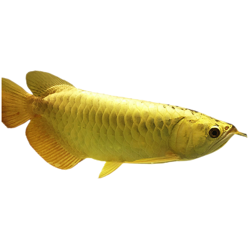 金龙鱼活鱼小鱼苗蓝底过背金龙练手龙鱼红龙鱼活体高背金龙银龙鱼朴彩