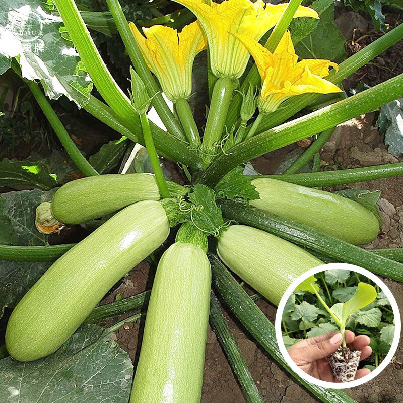 大禹 西葫芦种子苗春季蔬菜角瓜菜苗秧阳台盆栽种植 西葫芦苗5棵