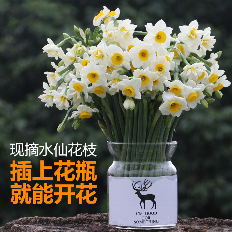 水仙花 相关京东优惠商品排行榜 12 价格图片品牌优惠券 虎窝购