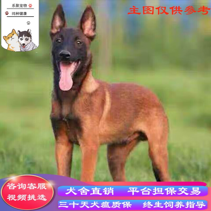 桓瑞宠物纯种宠物狗狗活体比利时马犬幼犬幼崽红马黑红中型犬 宠物级