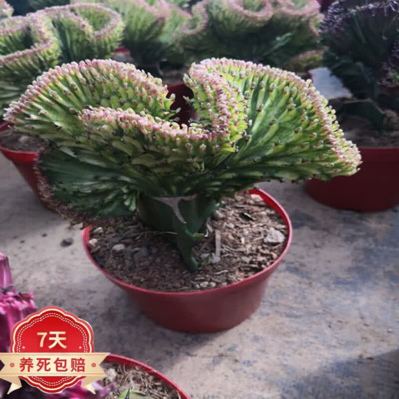 购优汇麒麟掌植物 多肉植物盆栽花卉仙人掌麒麟掌z5 金麒麟掌15厘米