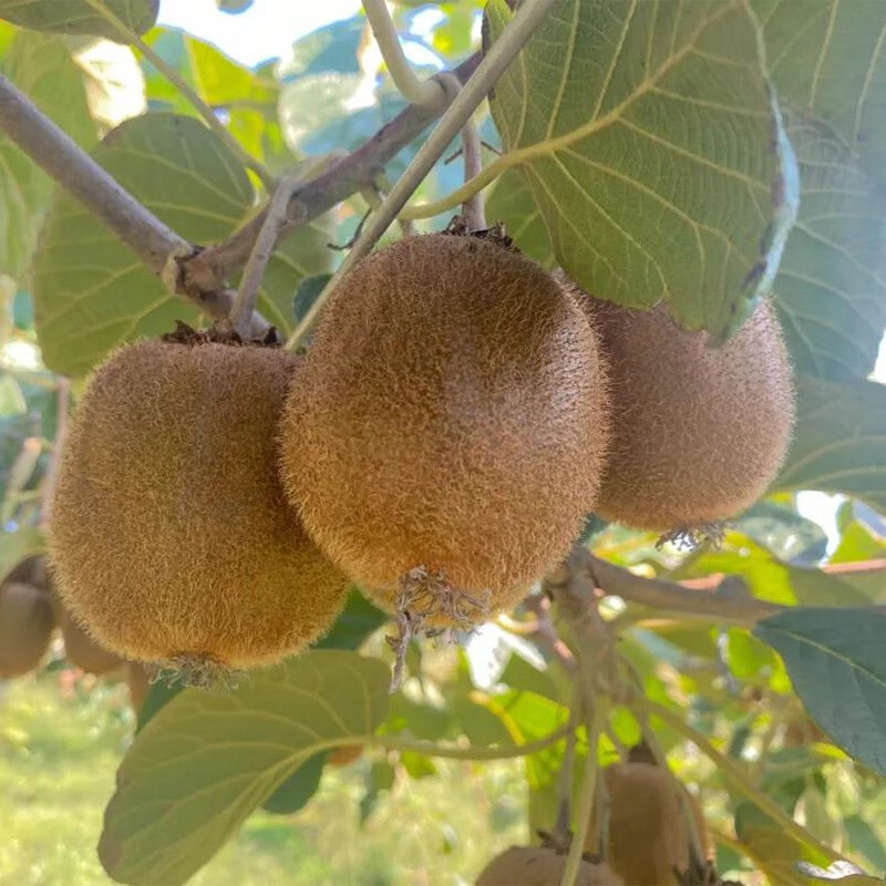 傻果陕西周至徐香猕猴桃国产奇异果新鲜水果绿心猕猴桃酸甜美味多汁 特价30枚装（单果50-70g)