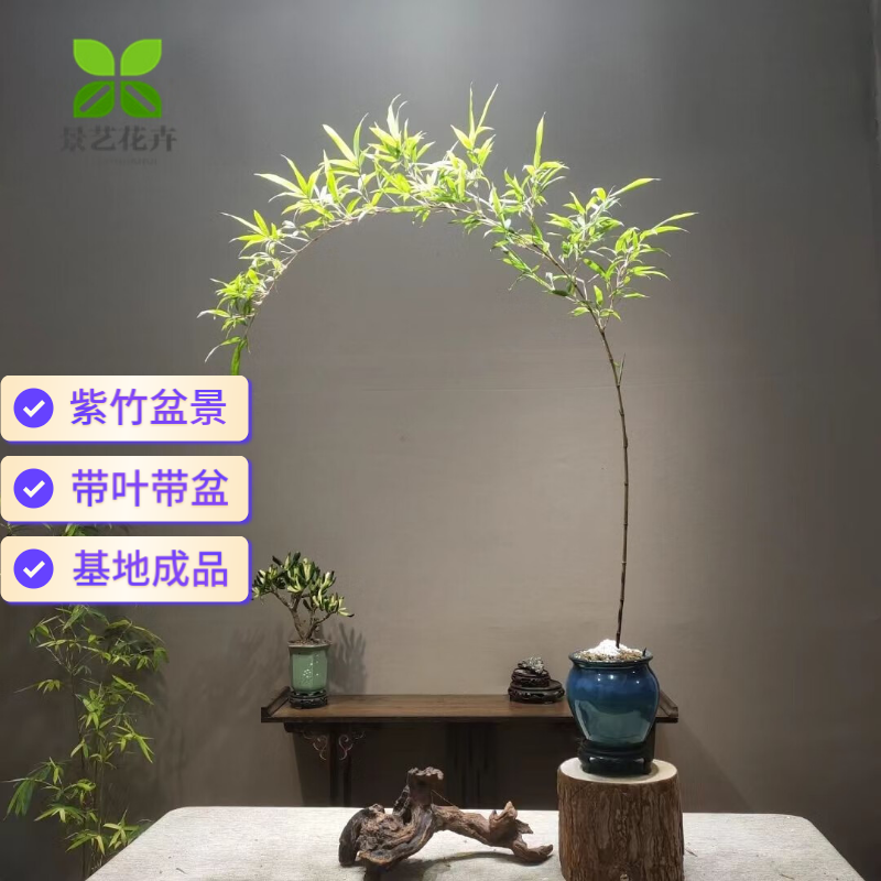長方馬槽紫砂鉢 色絵釉水牡丹小葉勒竹盆 大盆栽 小盆栽 湛江正宗小叶簕竹禅意勒竹子苗盆栽老桩庭院宁可食无肉不可居无竹