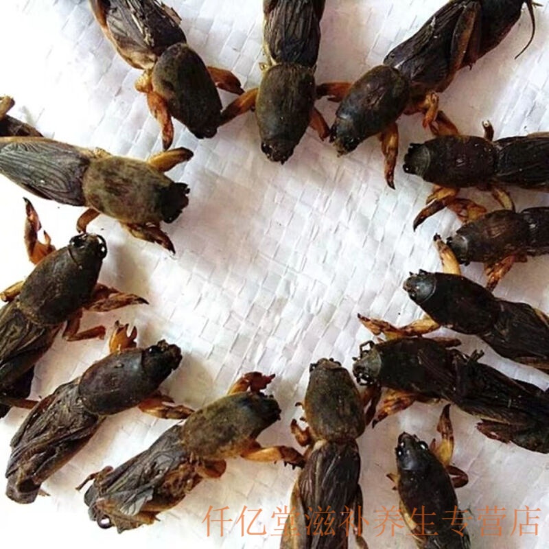 药食滋补蝼蛄无杂质无碎精选 土狗子拉拉蛄干 蝲蝲蛄 100克