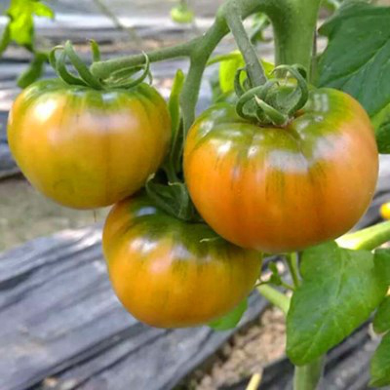 马蹄番茄种孑种子苗大西红柿种籽潮汕老品种春季蔬菜阳台盆栽 草莓