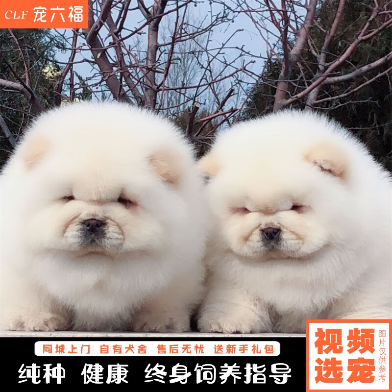 宠六福纯种松狮幼犬宠物狗狗活体小狗活物紫舌头奶白色黑色松狮幼崽