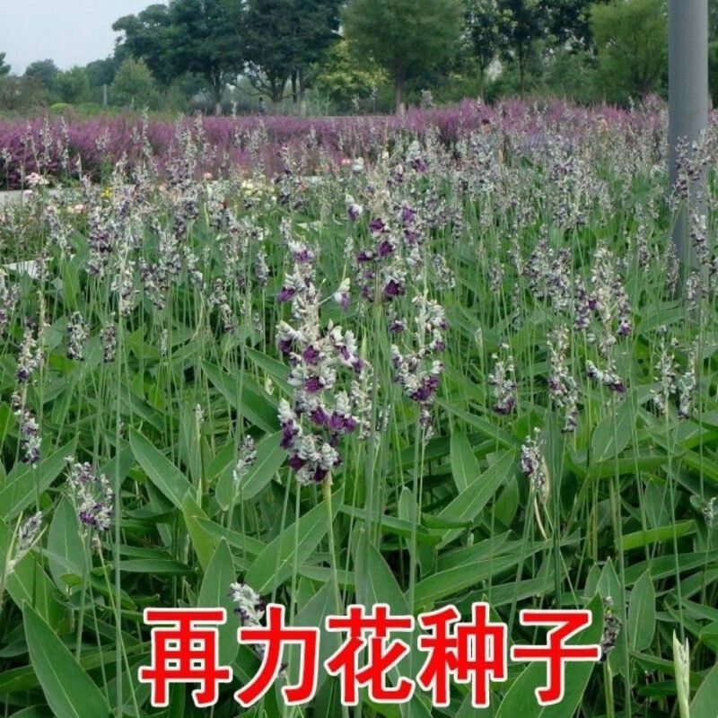 花乡邻里再力花种子水生植物花卉别名水竹芋水莲蕉多年生草本 花乡